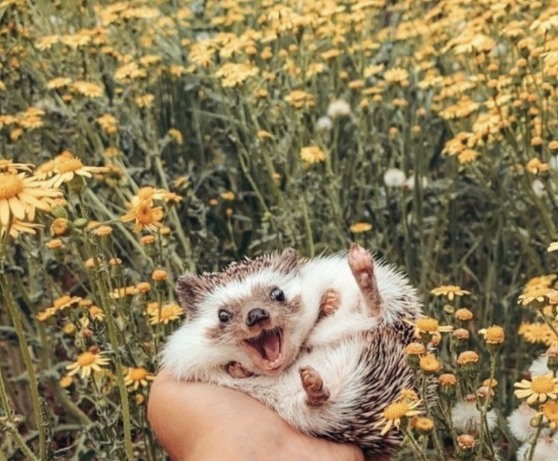 hedgehog